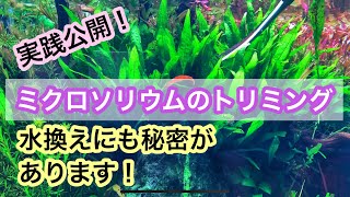 【ミクロソリウムのトリミング方法を大公開!】トリミング時のポイントをやさしく解説!