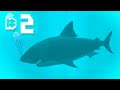 Hungry Shark Evolution Ep 2 - Great White Encounters!