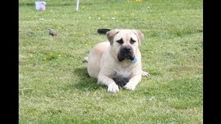 Casper joins Bouduccia Boerboels