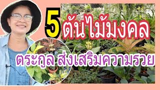 5ต้นไม้มงคล ว่านมงคล ตระกูล ส่งเสริมความรวย เรียกโชคลาภเงินทอง/นานาพันธุ์ไม้ by นิตยา