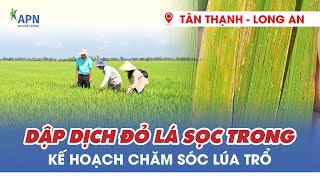 APN - DẬP DỊCH ĐỎ LÁ SỌC TRONG, KẾ HOẠCH CHĂM SÓC LÚA TRỔ - ĐÔNG XUÂN 2025|07