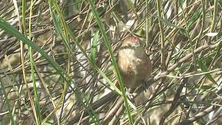 Freckle breasted Thornbird, Uruguay, 2023