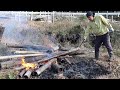 a day to burn giant moso bamboo to advance field cultivation