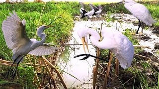 Amazing quick wild Bird traps In Cambodia | Awesome Quick Bird Trap in Cambodia | Best Bir