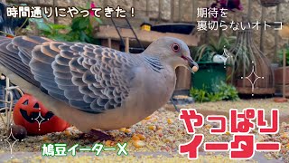 今日の小庭総集編(鳩数１羽)231012