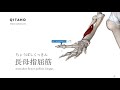 長母指屈筋の解剖学図｜musculus flexor pollicis longus｜筋肉辞典 18