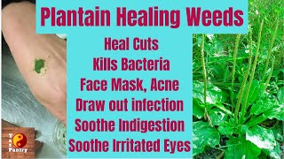 Plantain Tea \u0026 Poultice Healing weeds in Your Backyard | Pulling Impurities, Infection Out of Skin