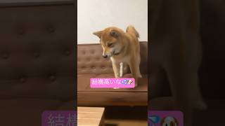 ソファーから下りるの怖いなぁ🐶2024/7/14 #dog #shiba