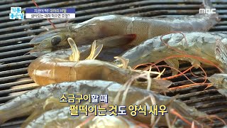 [기분 좋은 날] 자연산 대하는 살아있는 게 좋다?, MBC 221006 방송