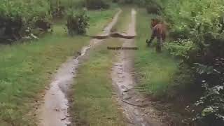 Nagarahole Tiger and Python Deadly Encounter!