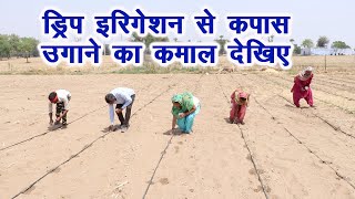 ड्रिप इरिगेशन से कपास उगाने पर होगा 20,000 रूपए से ज्यादा का फायदा Cotton on Drip Irrigation