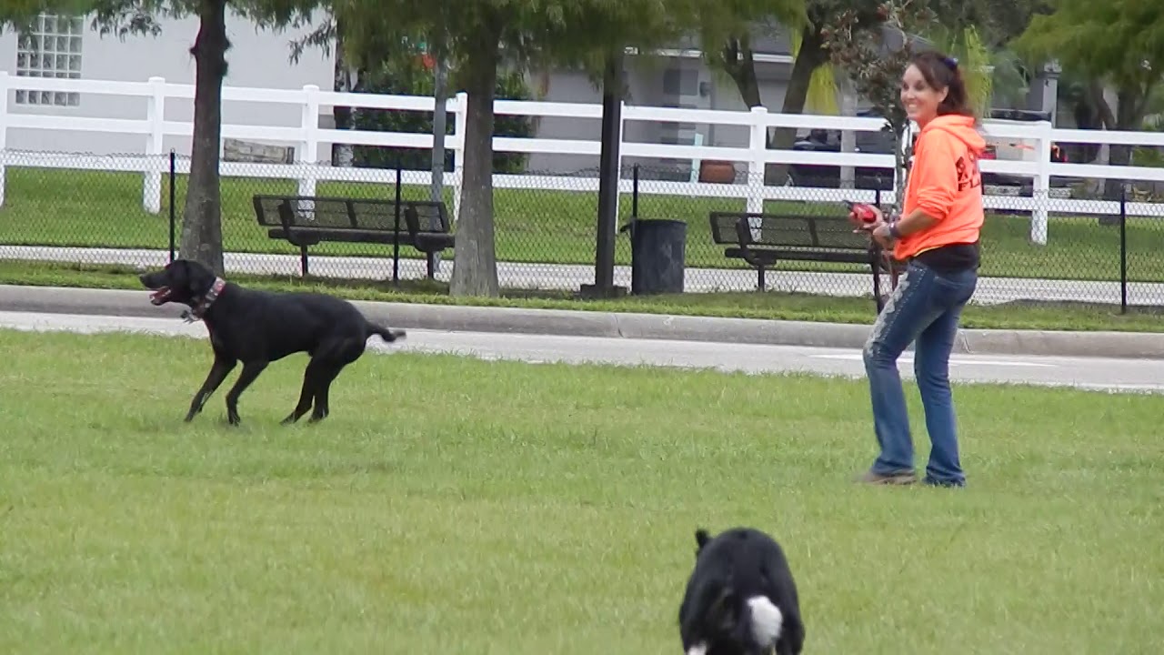 Puppy Training Dog Training Youtube
