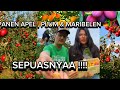 PERTAMA KALI PANEN BUAH APEL , PLUM & MARIEBELEN DI KEBUN ORANG JERMAN 🇩🇪⁉️ #bulejerman #petikapel