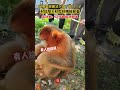 国宝金丝猴，下山觅食被村民都已经乐不思蜀不想回家了 china youtube monkey animal