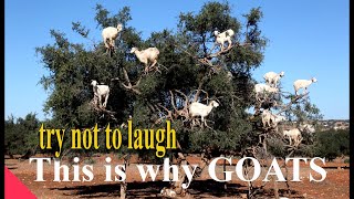 crazy goats .. This is why GOATS.....  the FUNNIEST ANIMALS try not to laugh