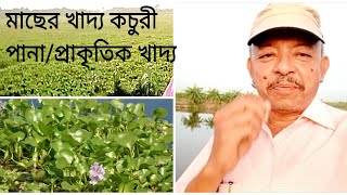 কচুরি পানার সদ্ব্যবহার/মাছের প্রাকৃতিক খাদ্যের উৎস/মাছের প্রাকৃতিক খাদ্য/মাছের প্রকৃত স্বাদ