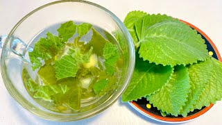 How to make Indian Borage Tea for excellent health benefits( relieves body toxins, arthritis, flu )