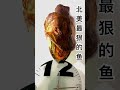 北美淡水最狠的鱼——狼鱼，你有深入看过它的牙齿么？the most dangerous fish musky taxidermy