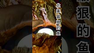 北美淡水最狠的鱼——狼鱼，你有深入看过它的牙齿么？The most dangerous fish musky Taxidermy