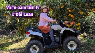 Vườn cam tiền tỷ ở Đài Loan @thaophuongcuocsongDaiLoan