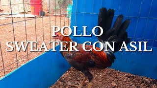 Pollo sweater con asil