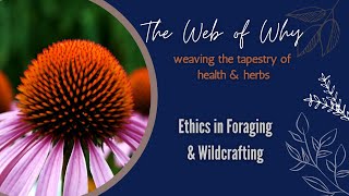 Ethics in Foraging and Wildcrafting for Herbs