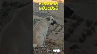 BOZKIRIN GÖZCÜSÜ DİŞİ KANGAL YILDIZ!! #shorts