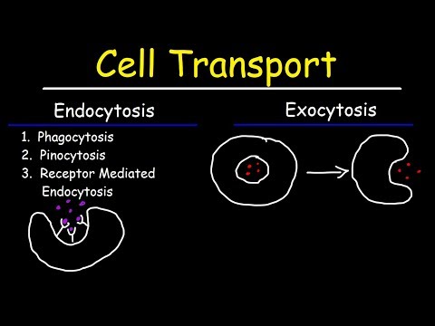 In what way are phagocytosis and pinocytosis similar describe one way each process is important in the body?
