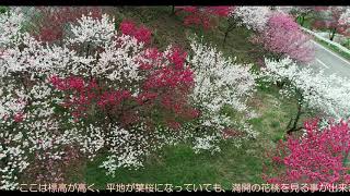 すばらしき桃源郷「花桃街道」(ドローン空撮　４k画像)