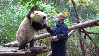 12.13 今天花花又和爷爷握手又抱爷爷大腿😍Training today, HeHua hold grangpa's hand and leg