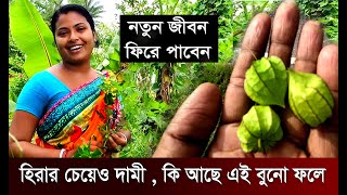 বুনো এই ফলটি হিারার চেয়েও দামী।। Golden Berry ফলের উপকারিতা । ঔষ‌ধি ফল ।। Bangla Post