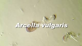 Tecameba: Arcella vulgaris