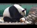 大熊猫美灵之挑战多项丰荣——甚至藏食竹筒后套麻袋panda meiling