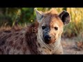 लकड़बग्घा के बारे मे कुछ अनोखी और महत्वपूर्ण बातें ।। some unique and important things about hyena