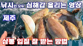 제주 심해 갑오징어 낚는 영상, 삼봉 입질 잘받는 꿀팁.