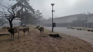 【奈良公園】霧がかる奈良公園。Nara Park with fog