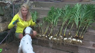 DIY With Rebecca: Digging Up Bulbs For Next Season