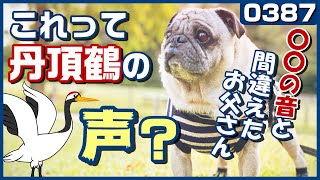 【パグとタンチョウ】鳴き声を〇〇の音と間違えた恥ずかしいおとうさん 岡山後楽園へ行った小虎 퍼그 Pug[パグログ-0387]