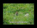 小鵐emberiza pusilla台灣野鳥p392 little bunting 藤枝集頂山