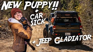 New Puppy DISASTER - Camping With a Car Sick Pup - WEEKENDERLANDER EP 25 RMT Overland Jeep Gladiator