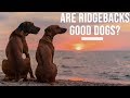 Are Rhodesian Ridgebacks Good Dogs?