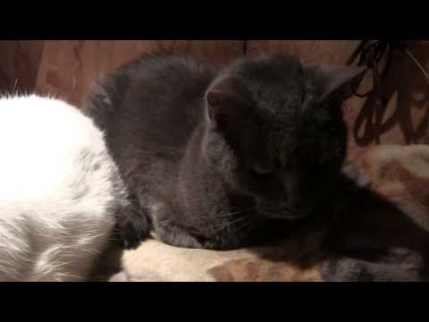 Outdoor cats - freezing artic temperatures. How do they survive? Outdoor cats - freezing artic temperatures. How do they survive?