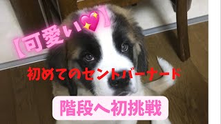 ももちゃん初めての階段にのぼるよ