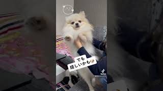 【ポメラニアン】ゆらゆらされる犬、眠そう...飼い主が寝るまで絶対に寝ないぞ！#Shorts