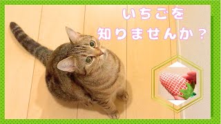 猫飼ってるとおもちゃが消えるよね When you have cats, toys just disappear, right?