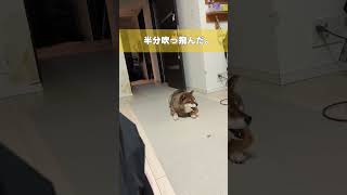 柴犬は俊敏かどうかが命 #shiba