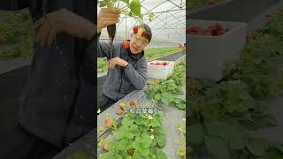 Aquaponics我的鱼菜共生不怕你黑