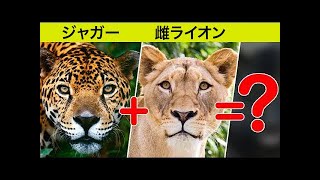 ジャガーとライオンを掛け合わせるとどうなるでしょうか？ // 人間が繁殖させた驚きの大型ネコ科動物のハイブリッド