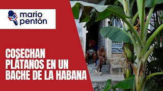 Cuba a oscuras y cosecha de plátanos en un bache de La Habana