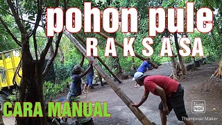 Cara Manual Mengangkat Pohon Pule Dengan Benar